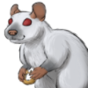 Rat: Blue Point Siamese
